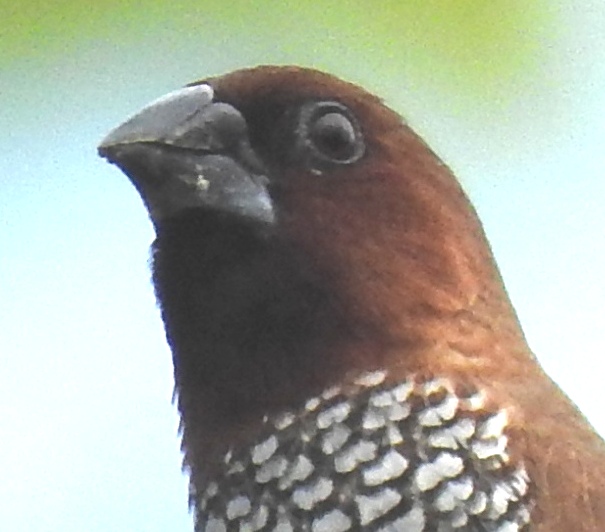 Scaly Breasted Munia (10) Coming Soon